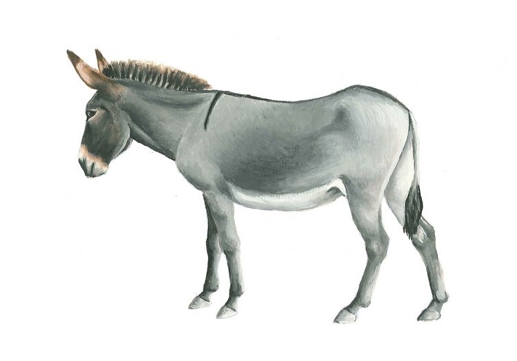 Állati - az Ős-Dráva Látogatóközpont szervezésében megismerhetjük a parlagi szamár szerepét a vidéki életben, 2025.02.28.