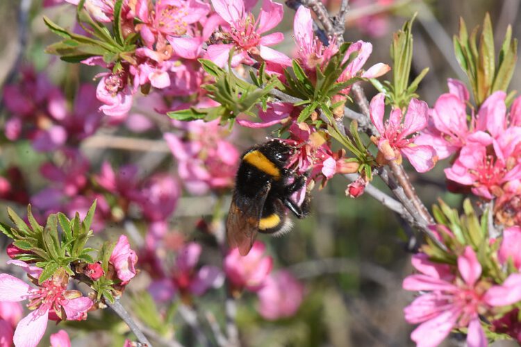 Beporzók napja az Ős-Dráva Látogatóközpontban, Szaporcán, 2025.03.13.