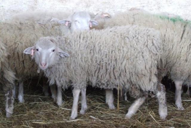 Cikta juh - Duna-Dráva Nemzati Park - Ős-Dráva Látogatóközpont tematikus programsorozat