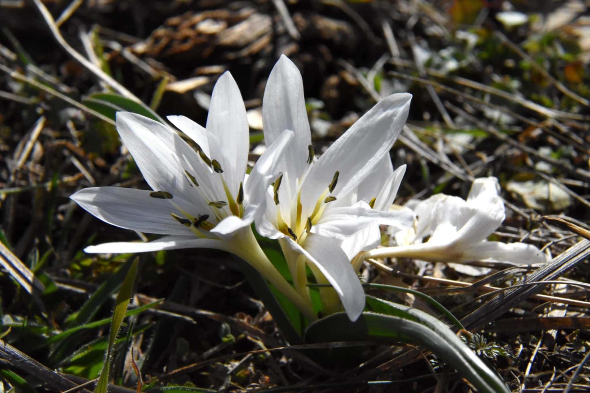 Kikerics, Szársomlyó