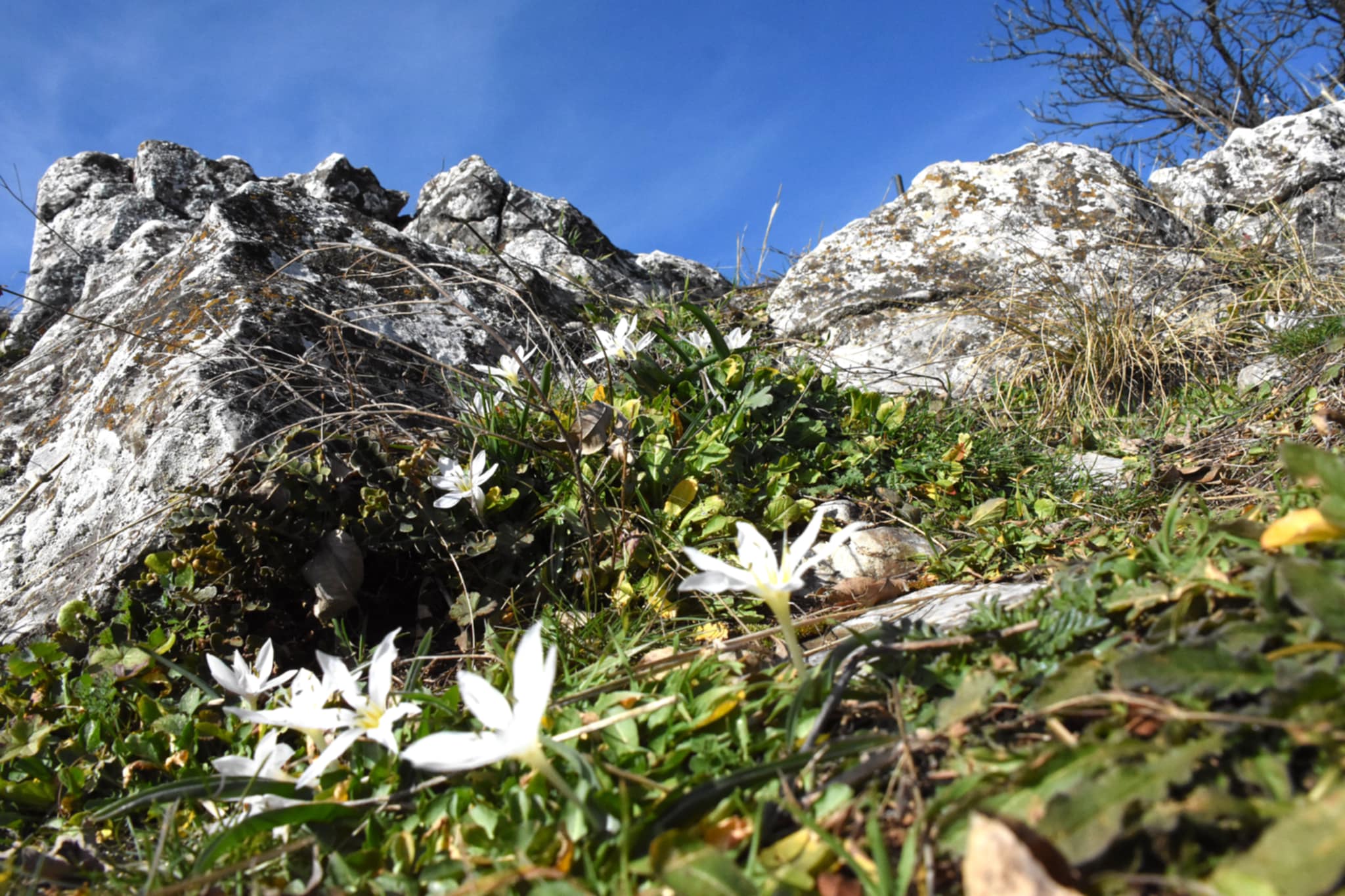 Kikerics, Szársomlyó