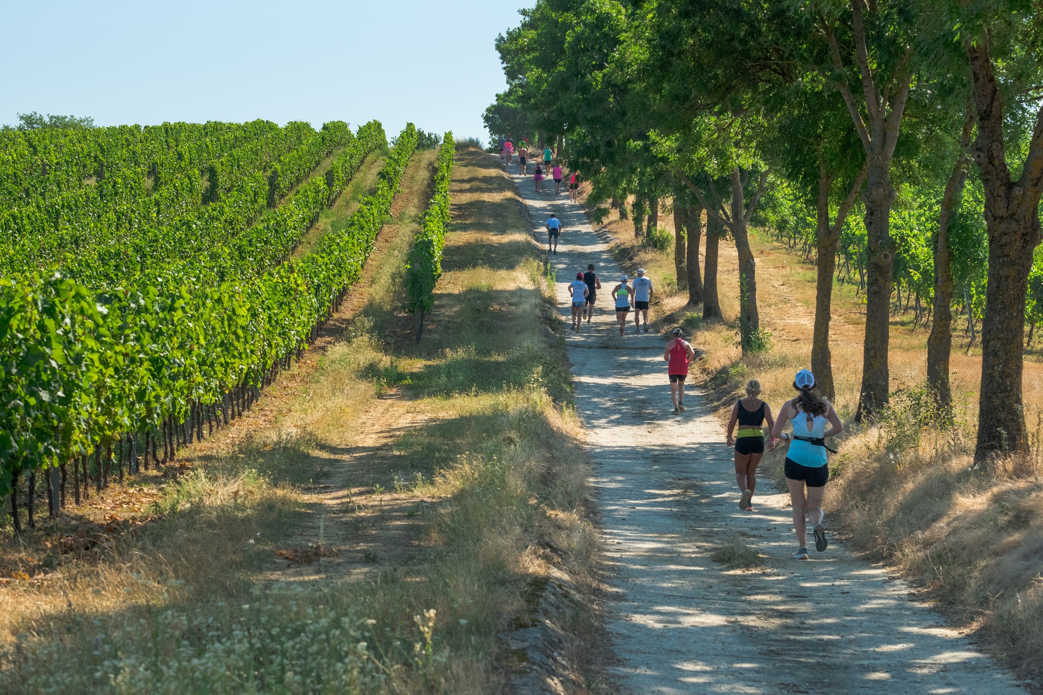 Futabor, Futavillány 2025 - sportesemény Villányban már 7. alkalommal