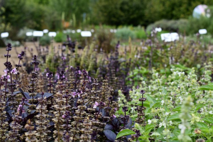 Gyógynövények réten és legelőn - Ormánság, Ős-Dráva Látogatóközpont, 2025.04.11.