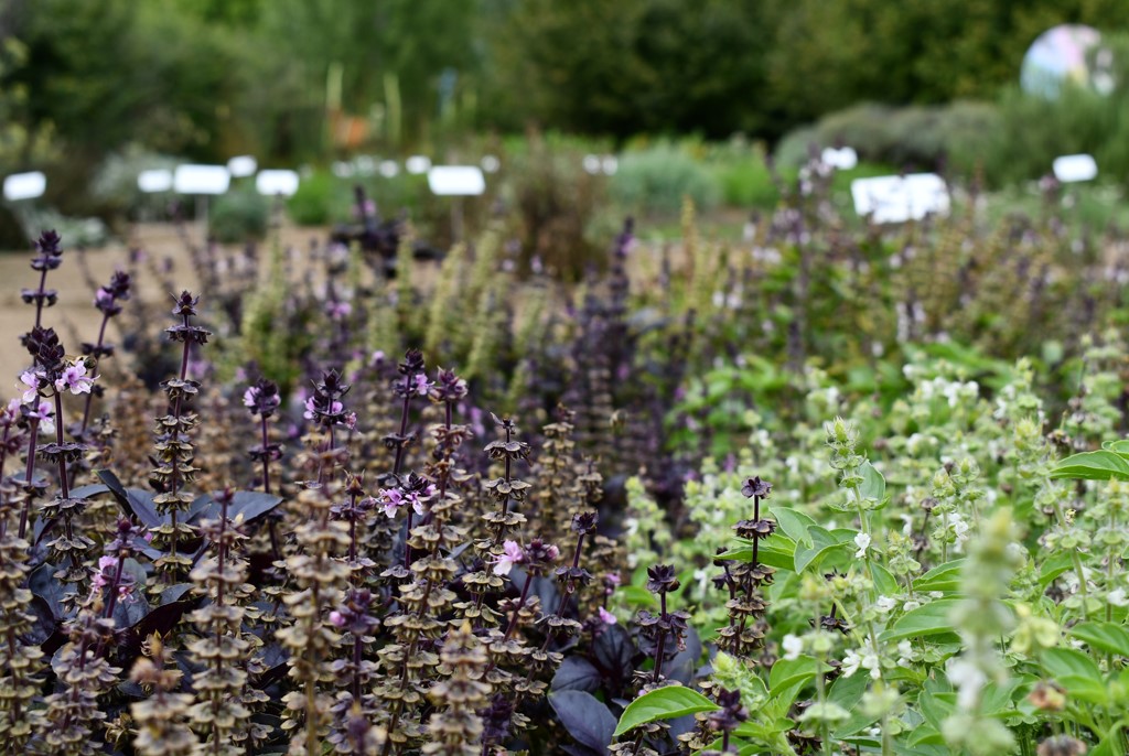 Gyógynövények réten és legelőn - Ormánság, Ős-Dráva Látogatóközpont, 2025.04.11.