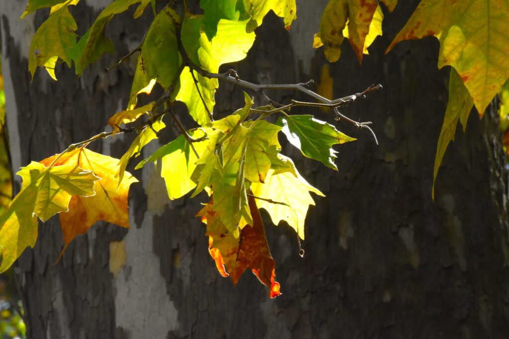 Harkány ősszel, falevelek, 2025.10.
