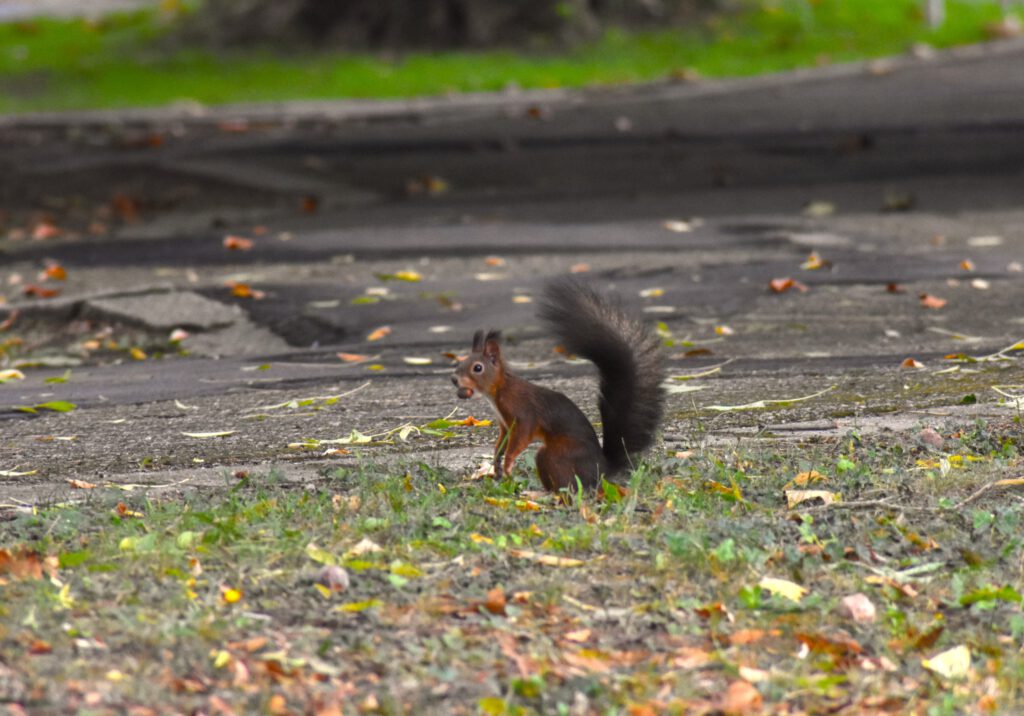 Harkányi Strand ősszel, mókus, 2025.10.