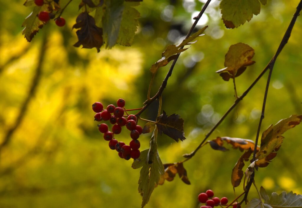Harkányi Strand ősszel, bogyótermés, 2025.10.