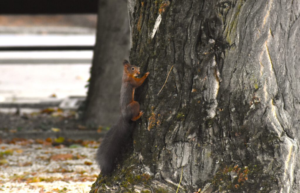 Harkányi Strand ősszel, mókus, 2025.10.