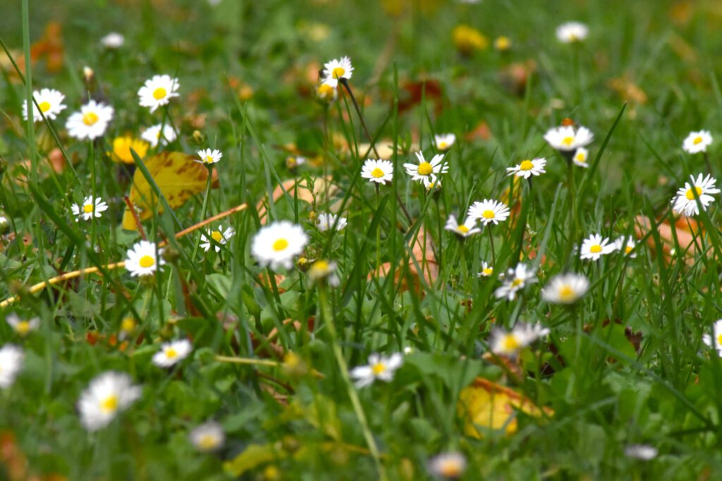 Harkányi Strand ősszel, virágok, 2025.10.