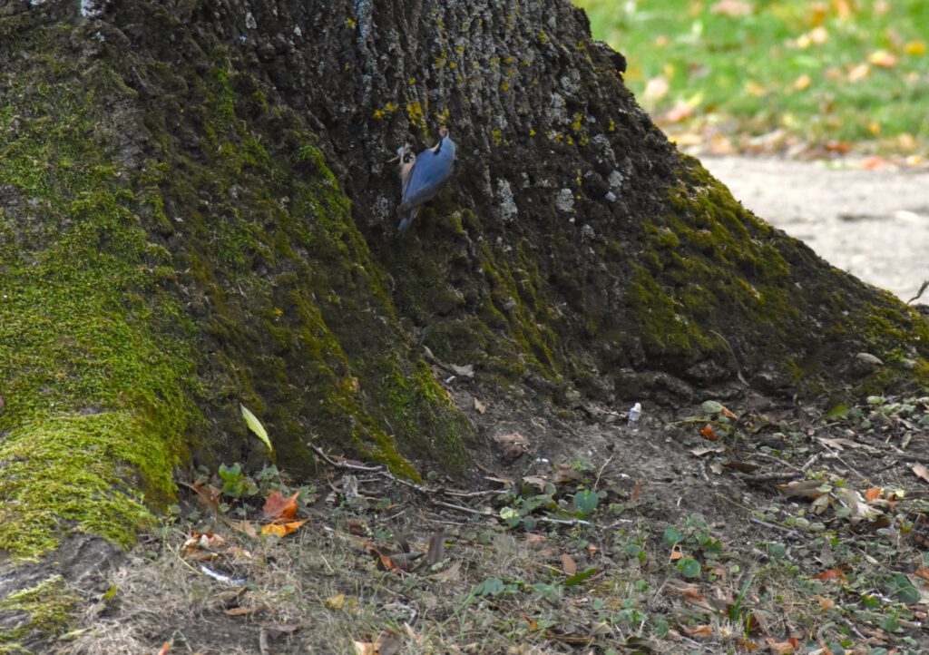 Harkányi Strand ősszel, mókus, 2025.10.