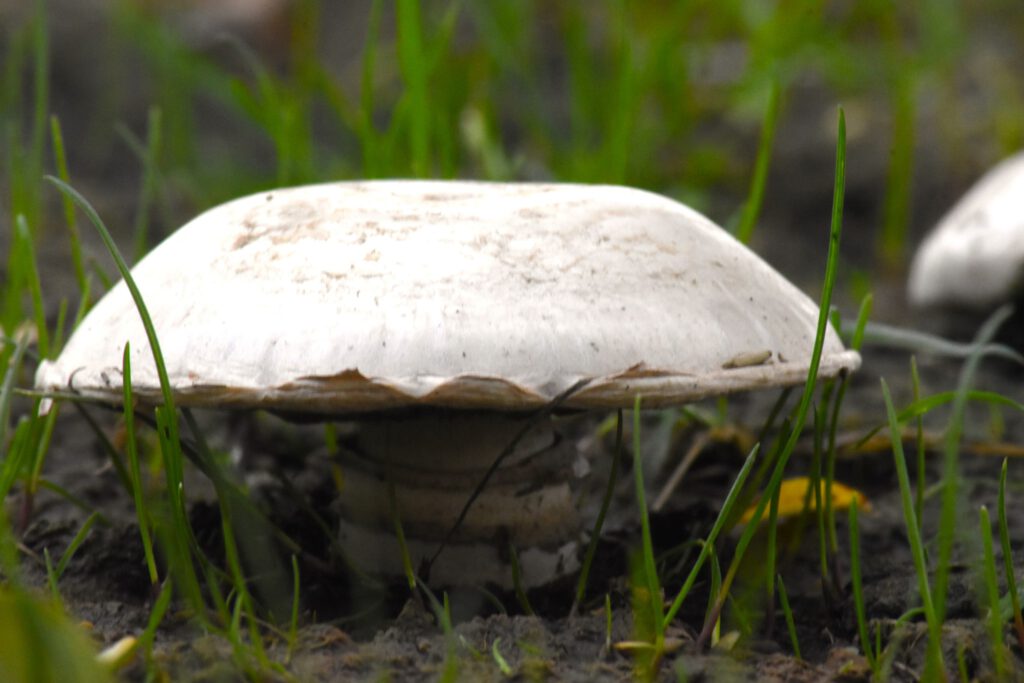 Harkányi Strand ősszel, gomba, 2025.10.