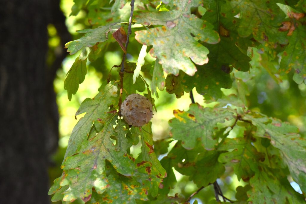 Harkányi Strandfürdő ősz, falevelek, 2025.10.