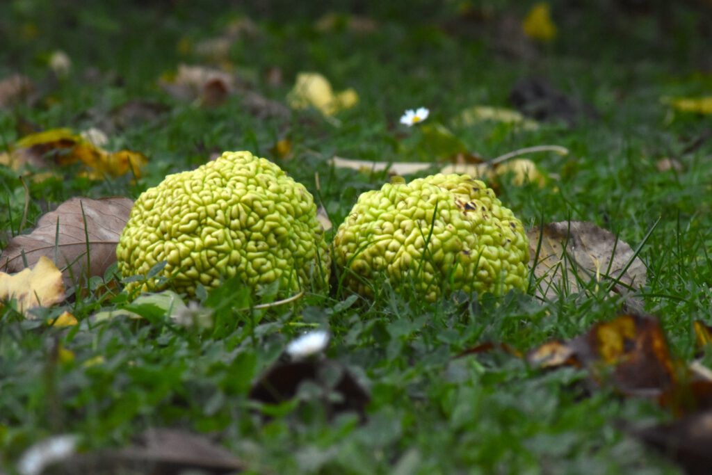 Harkányi Strandfürdő ősz, texasi eper, 2025.10.
