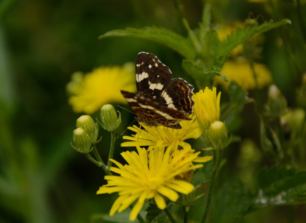 Harkányi Strandfürdő ősz, virágok, lepke, 2025.10.