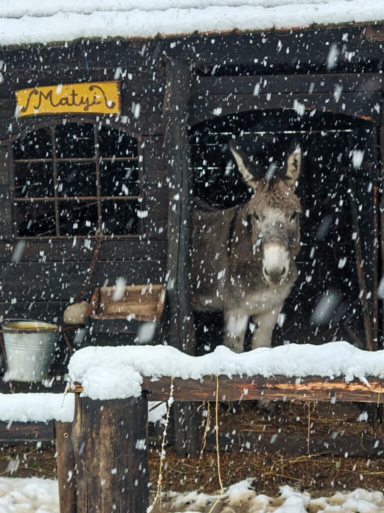 Szaporca, Eperfa Tájház, tél, hó, havas táj, 2025