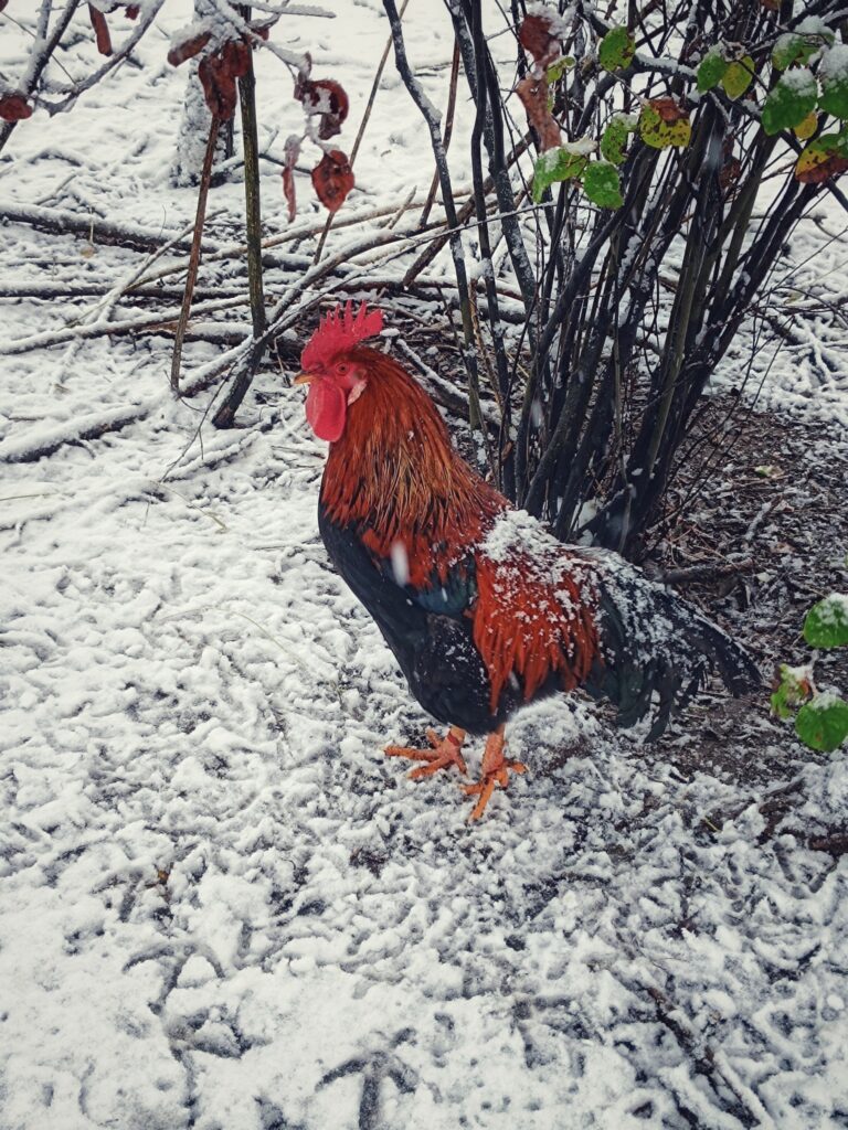 Pipi-tér, téli tájkép, 2025.11., Xavin Hotel Harkány