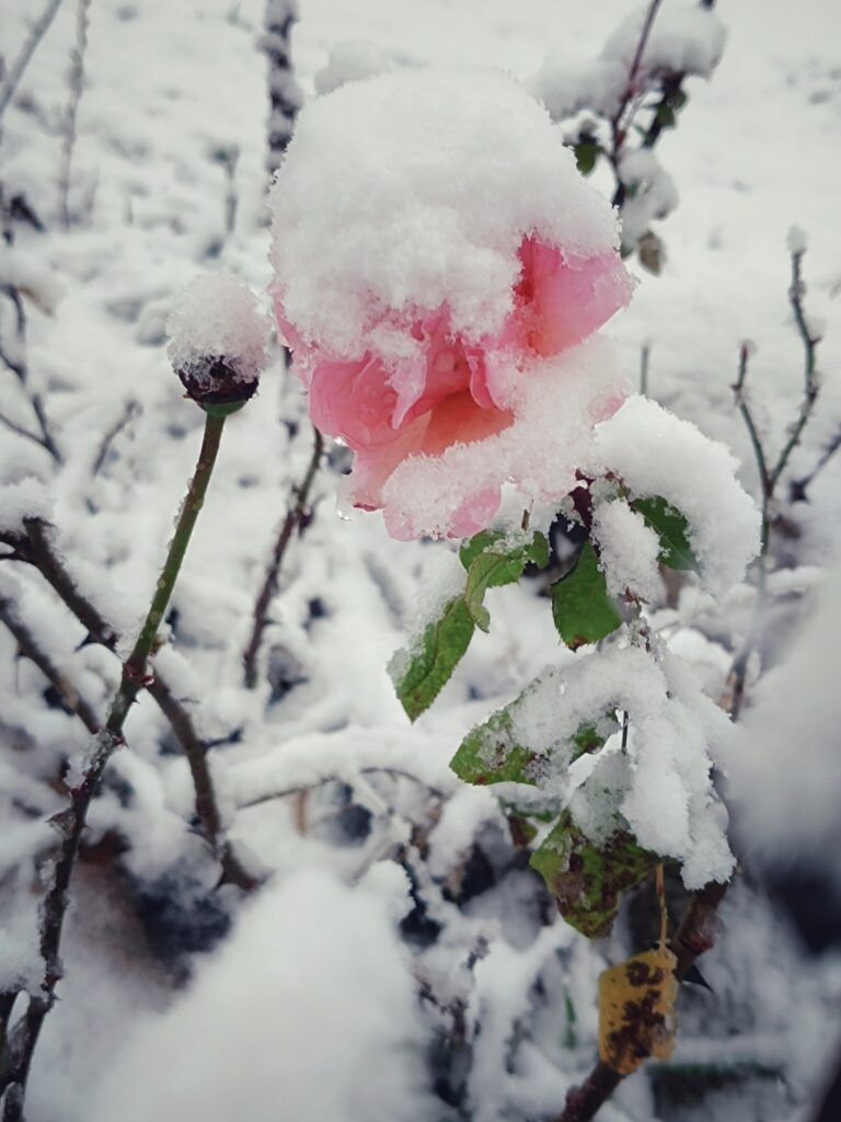 Pipi-tér, téli tájkép, Szaporca, 2025.11., Xavin Hotel Harkány