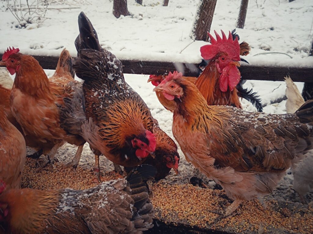 Pipi-tér, téli tájkép, Szaporca, 2025.11., Xavin Hotel Harkány