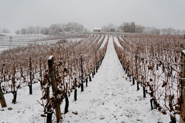 Vince-nap 2026 Villány – Bock dűlőjárás