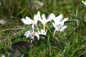 Nagyharsány, Szoborpark, Kikerics virágzása, 2026.02.