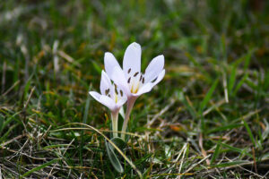 Nagyharsány, Szoborpark, Kikerics virágzása, 2026.02.