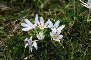 Nagyharsányi Szoborpark, Kikerics virágzása, 2026.02.