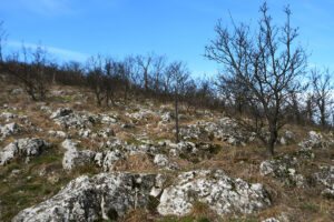 Nagyharsányi Szoborpark, 2026.02.